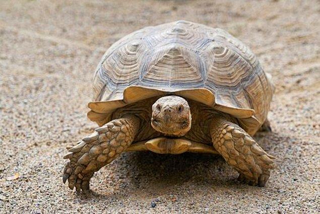 Kaplumbağa Yaşı Nasıl Anlaşılır?