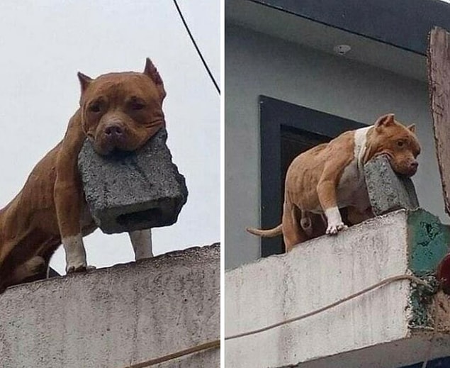 4. "Köpeğin kızınca ısırıyor mu?" "Yok, sadece kafana tuğla atıyor."