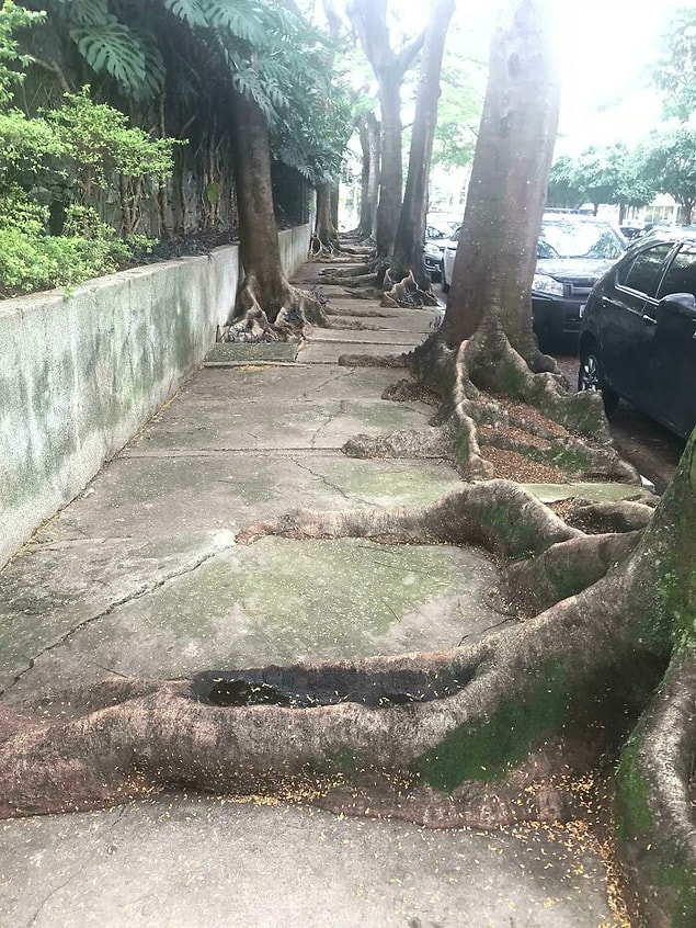 11. "São Paulo kaldırımlarında yıllardır kök salan devasa ağaçlar"