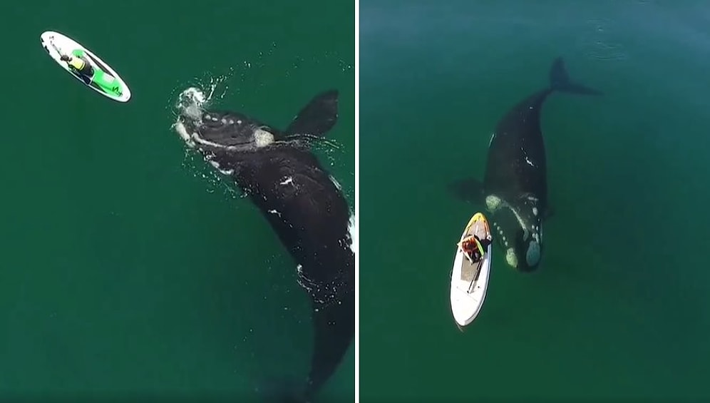 Kürek Sörfü Yapan Kadının Dev Balina ile Karşılaştığı Efsane Anlar