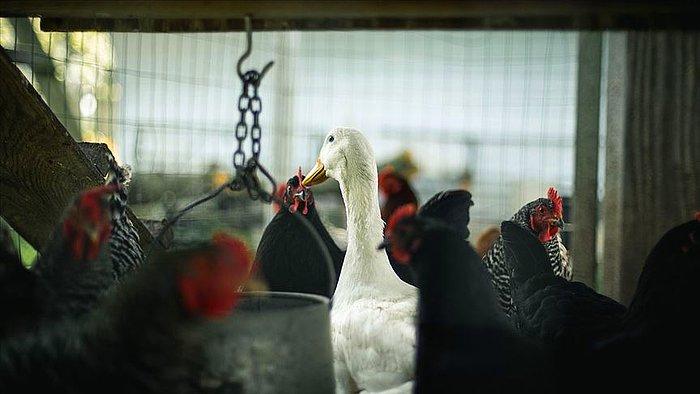 Bilim İnsanlarından Pandemi Uyarısı: En Az 8 Kuş Gribi Türü Dünyada Dolaşıyor