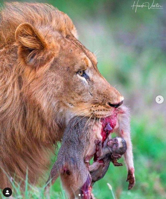 5. Yavru vervet maymunlarını acımasızca yiyen erkek bir aslan: