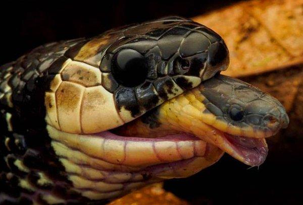 3. Mercan yılanını (erythrolamprus mimus) yutan Redback kahve yılanı (ninia sebae):