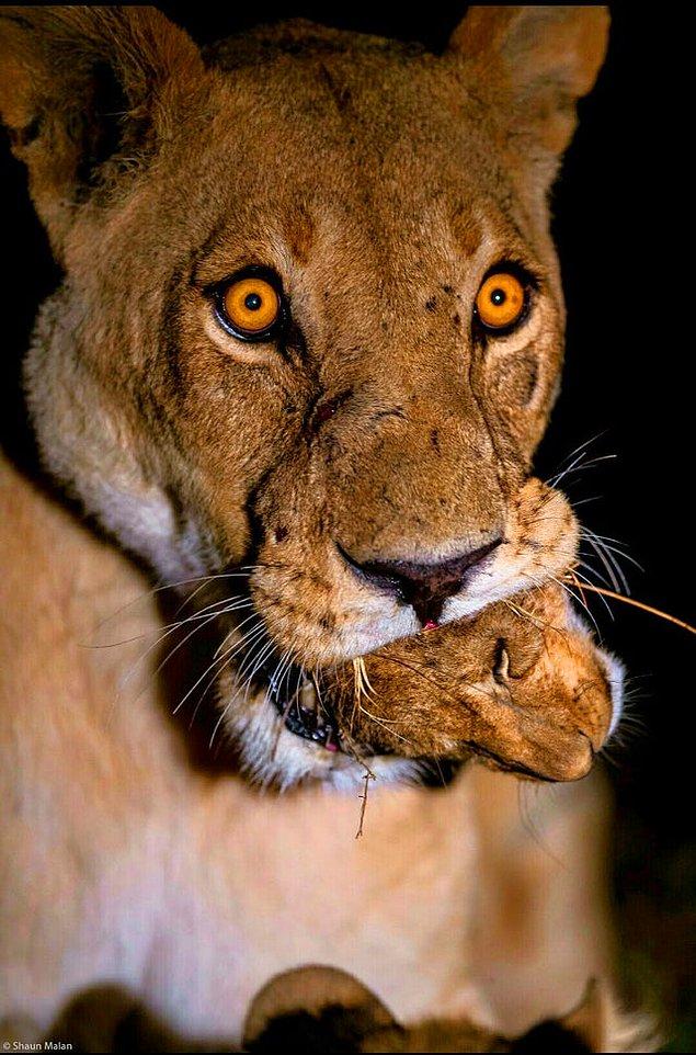 9. Timsah saldırısı sonucu yaralanan dişi bir aslan maalesef ki kendi yavrusunu yemek zorunda kalmış!😱😢