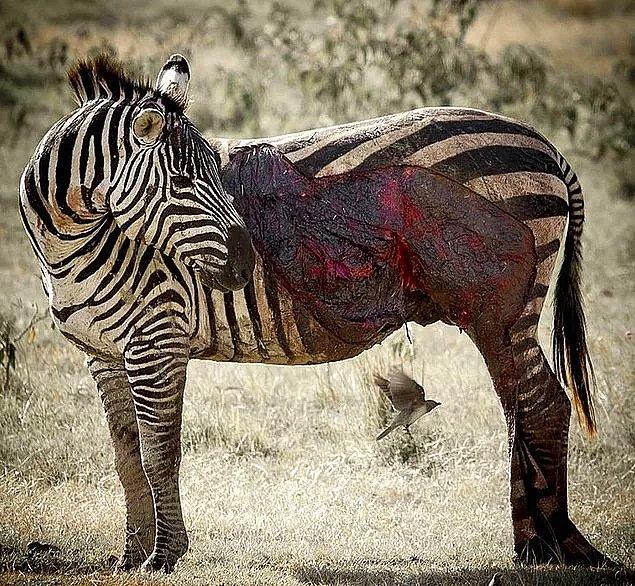 14. Av olmaktan son anda kurtulmuş bir zebra: