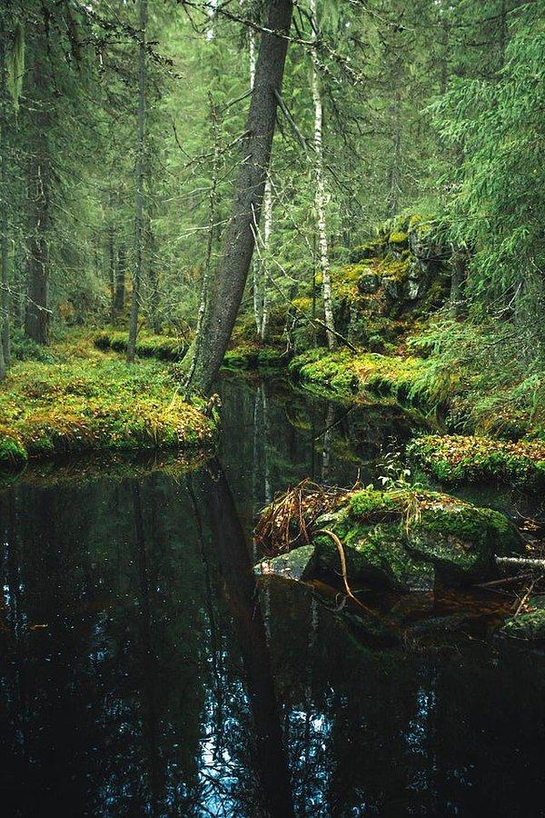 10. Orta Finlandiya ormanları 😍