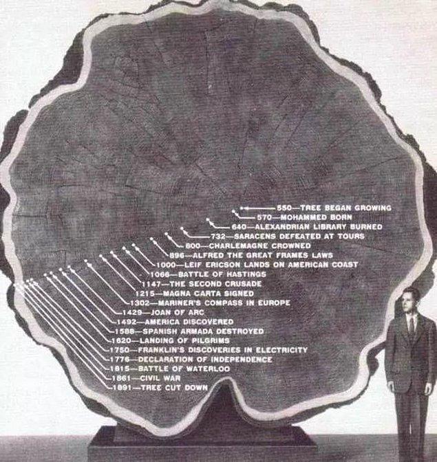14. "1891'de kesilen 1300 yıllık ağaç."