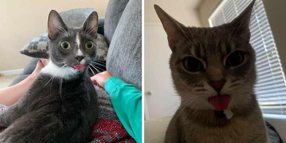 15 милых кошек, которые забыли засунуть язык обратно и теперь выглядят немного дерзко