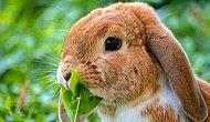 Tavşan Ne Yer, Nasıl Beslenir?