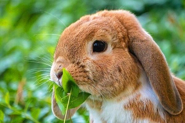 Tavşan Nasıl Beslenir?