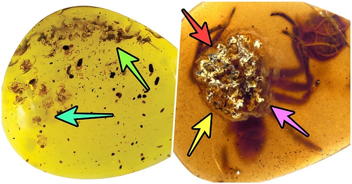 Yavrularıyla İlgilenen Örümceğin En Eski Fosil Örneği Annelik İçgüdüsüne Yeni Bir Pencere Açtı!