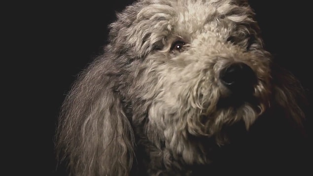 28. Heart of Dog (2015)
