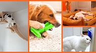Patili Dostlarınızı Çok Mutlu Edecek Kedi ve Köpek Oyuncakları