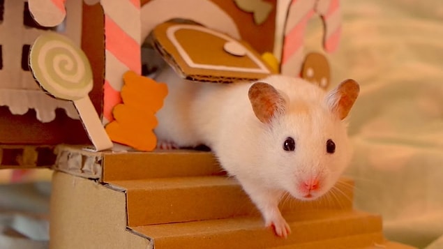 Hamster