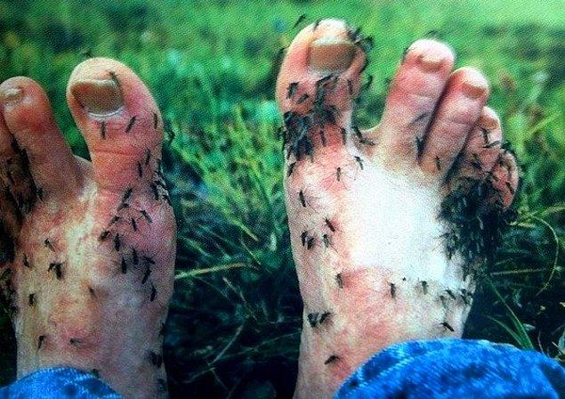 18. Sivrisineklerin saldırısına uğramış bu kişiyi görünce birden kaşınmaya başlıyorsunuz...