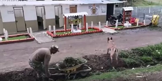 El Arabasını Hareket Ettirmekte Zorlanan Adama Çoğu İnsanın Yapmayacağı Yardımı Yapan Köpek