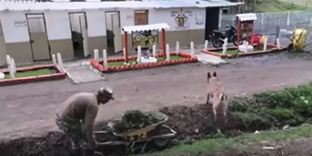 El Arabasını Hareket Ettirmekte Zorlanan Adama Çoğu İnsanın Yapmayacağı Yardımı Yapan Köpek