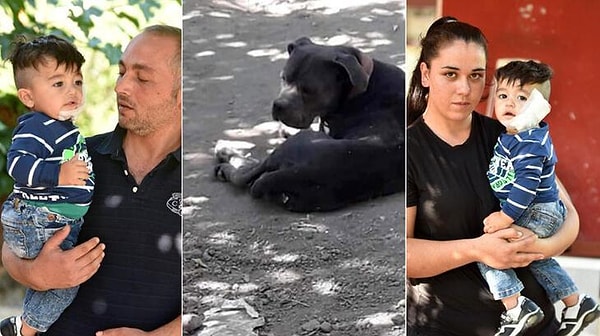 Belki görmüşsünüzdür; geçtiğimiz gün Antalya'da pitbull cinsi bir köpek, market içinde saldırdığı 11 aylık Sadrettin bebeğin yanağını ve kulağını kopardı, oğlunu kurtarmak isteyen Hasan Kaçar'ı ise kolu ve bacağından ısırdı.