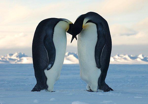 3. Aşk hayatı ile ünlü olan penguenlerin genellikle taş ya da bir nesneye sürterek mastürbasyon yaptığı 1915'te fark edilmiş.