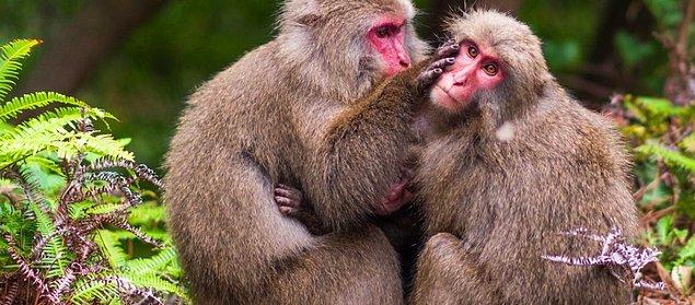 8. Mastürbasyon orangutanlardan gorillere, memurlardan şempanzelere ve çeşitli maymunlara kadar primat türlerinin yaygın bir davranışı.