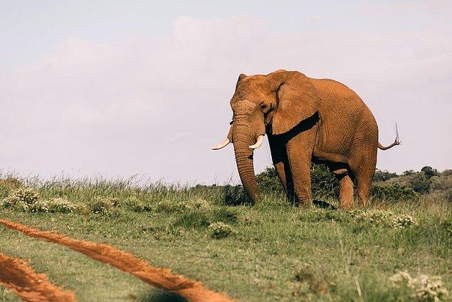 2. Filler penislerini dişi filin göbeğine çarparak mastürbasyon yapıyorlar, mastürbasyon yapmazlarsa agresifleşiyorlar.