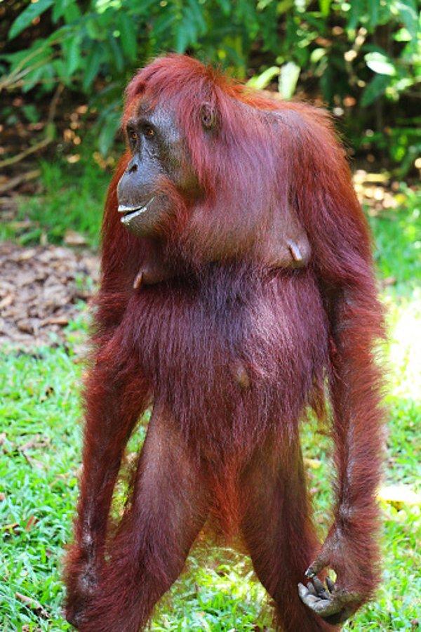 10. Dişi orangutanların mastürbasyon yapmak için özel hazırladıkları çeşitli oyuncakları bulunuyor.