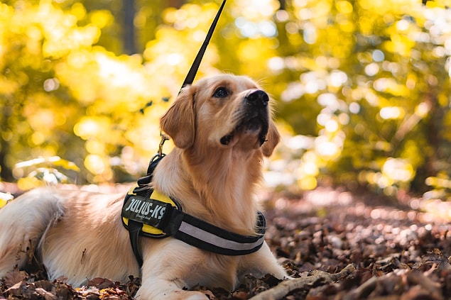 13. "Apartmana yeni taşınan kadın, köpeğinin bir rehber köpeği olduğu konusunda yalan söyledi. Çünkü apartmanda hayvan yasaktı...