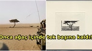 Sahra Çölü'nün Uçsuz Bucaksızlığında Tek Başına Kalan Dünyanın En Yalnız Ağacı: Tenere