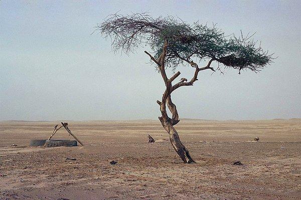 Zamanla, biri hariç hepsi öldü ve 400 kilometrelik bir yarıçapta hayatta kalan tek ağaç bu ağaç oldu.