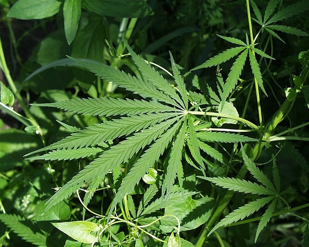 Küçük bir miktar marijuana satışı sayesinde, çevrimiçi girişimciler istedikleri her şeyi satmak için interneti kullanabileceklerini fark ettiler.