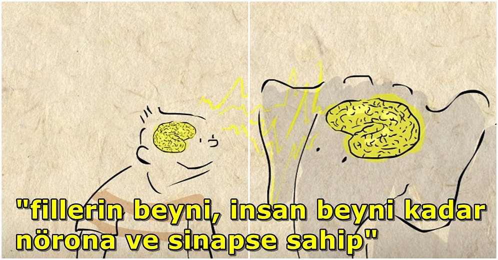 Müthiş Bir Hafızaya Sahip Olan Basit Aritmetiği Anlayabilen ve Problem Çözebilen Şahane Canlılar: Filler