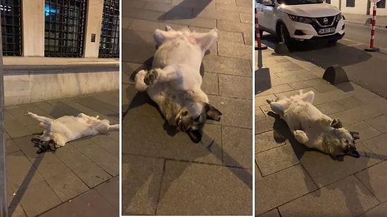 Bu Köpekler Neden Böyle? Kaldırımın Ortasında Ölü Gibi Yatan Köpek