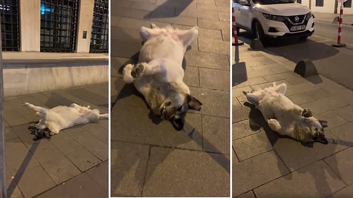 Bu Köpekler Neden Böyle? Kaldırımın Ortasında Ölü Gibi Yatan Köpek