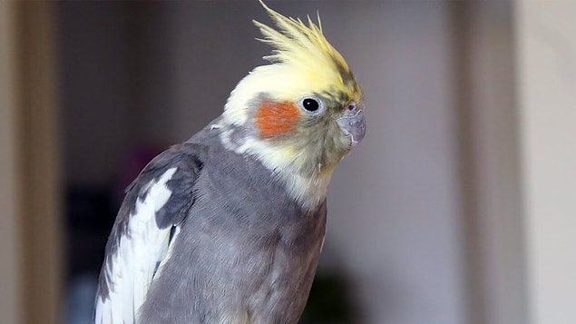 Sultan Papağanı Nasıl Yıkanır? Sultan Papağanı Nasıl Temizlenir?