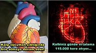 Öğrendiğinizde Ufkunuzu Arşa Çıkaracak Olan Kalp Hakkında 24 İlginç Gerçek