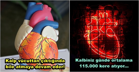 Öğrendiğinizde Ufkunuzu Arşa Çıkaracak Olan Kalp Hakkında 24 İlginç Gerçek