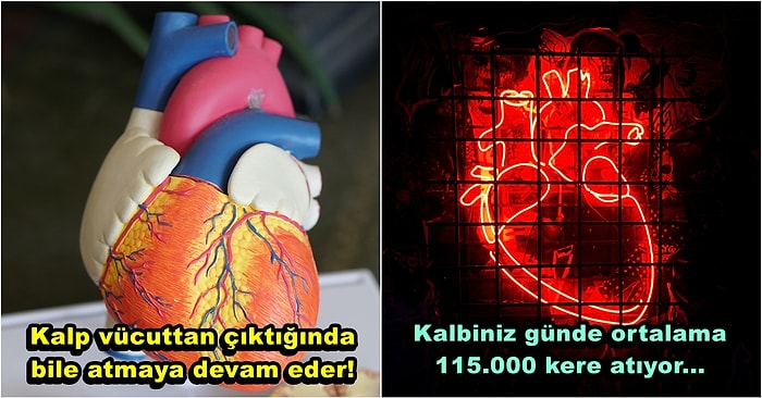 Öğrendiğinizde Ufkunuzu Arşa Çıkaracak Olan Kalp Hakkında 24 İlginç Gerçek