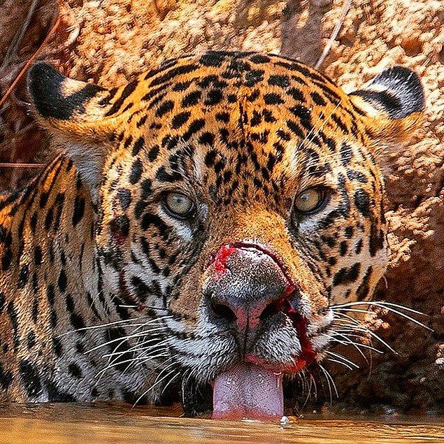 5. Avı için mücadele ederken ürkütücü bir yara alan jaguar: