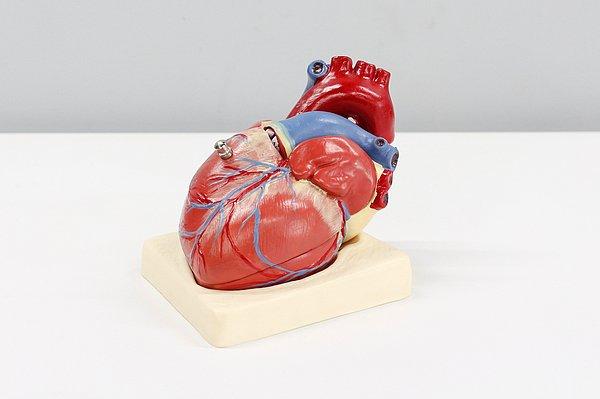 16. İnsan kalbi 280-300 gram ağırlığındadır. Ancak erkeklerin kalbinin ağırlığı kadınlardan 40-50 gram daha ağırdır.