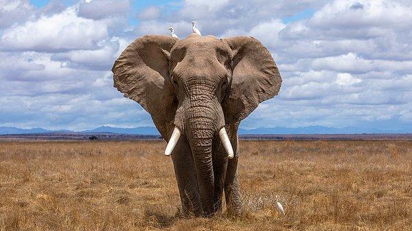6. Bir fil, ortalama olarak saatte 530km hızla hortumuyla su çekebilir.