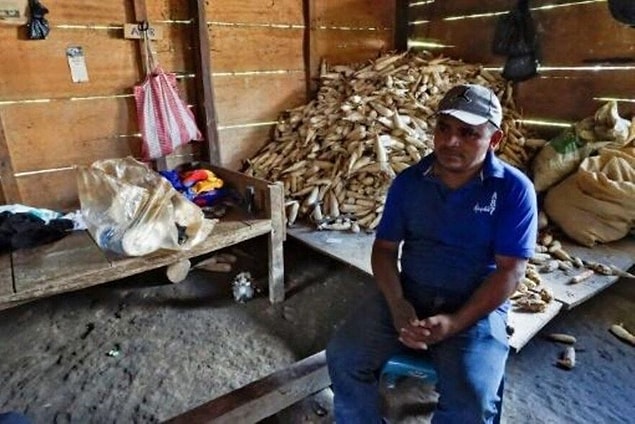 Maya Q'eqchi halkının 42 yaşındaki üyesi, toprağın iyileşeceğini, ancak kakulenin meyve vermesinin üç ila dört yıl sürdüğünü söyledi.