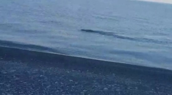 Göle Giren Yaban Domuzunu 'Van Gölü Canavarı' Zannedip Taşlayan Yurdum İnsanı