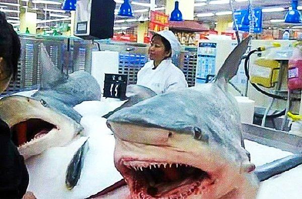 10. Markete gidip kocaman bir köpek balığı alabilirsiniz.