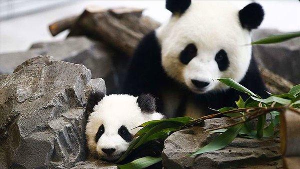'Pandaların gayet iyi kamufle olduğu görülüyor'