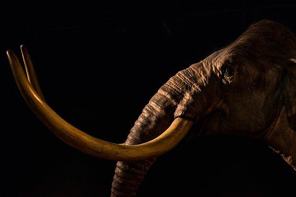 2015 yılında Michigan'da bir mamuta ait olan pelvis kemiği keşfedildi.