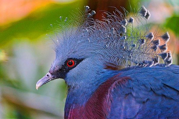 17. Papua Yeni Gine, önemli bir kuş gözlem merkezidir.