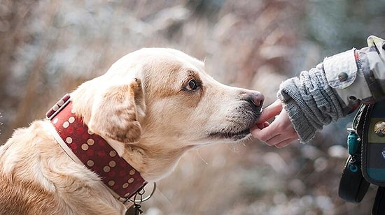 Köpek Ne Yer, Nasıl Beslenir?