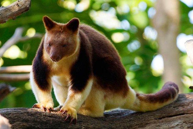 18. Papua Yeni Gine ağaç kangurularına ev sahipliği yapıyor.