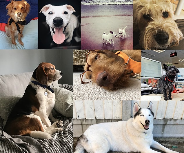 Eşleşen köpek profillerinin doğrudan sohbet ekranına aktarılması ile köpek sahipleri bir gün belirleyip tüylü dostlarını buluşturuyor ve oyun başlıyor.