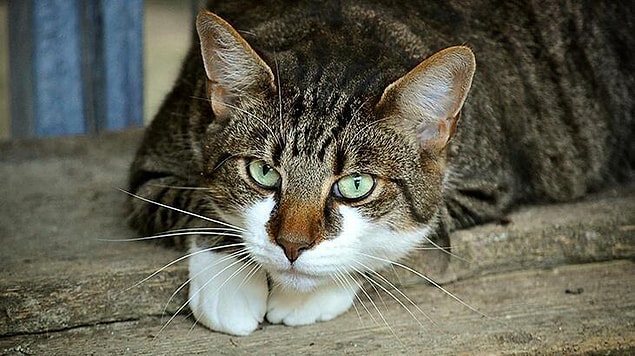 Que mangent les chats, comment se nourrissent-ils ?